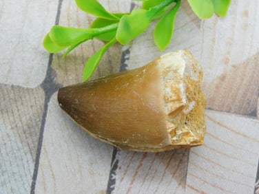 DINOSAUR TOOTH ROCK STONE LAPIDARY SPECIMEN
