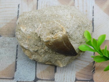 DINOSAUR TOOTH IN MATRIX ROCK STONE LAPIDARY SPECIMEN