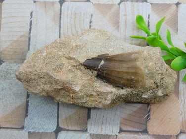 DINOSAUR TOOTH IN MATRIX ROCK STONE LAPIDARY SPECIMEN