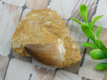 DINOSAUR TOOTH IN MATRIX ROCK STONE LAPIDARY SPECIMEN