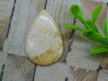 FOSSILIZED CORAL CABOCHON ROCK STONE LAPIDARY SPECIMEN