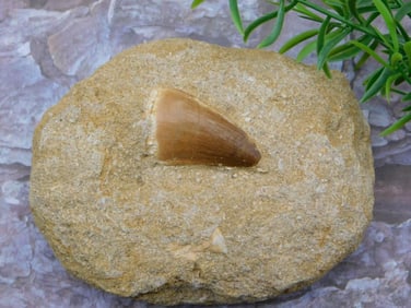 DINOSAUR TOOTH IN MATRIX ROCK STONE LAPIDARY SPECIMEN