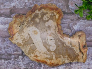 PETRIFIED WOOD SLAB ROCK STONE LAPIDARY SPECIMEN