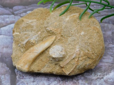 FOSSILS IN MATRIX ROCK STONE LAPIDARY SPECIMEN