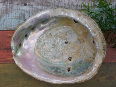 ABALONE SHELL ROCK STONE LAPIDARY SPECIMEN