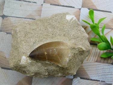 DINOSAUR TOOTH IN MATRIX ROCK STONE LAPIDARY SPECIMEN