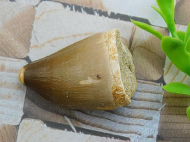 DINOSAUR TOOTH ROCK STONE LAPIDARY SPECIMEN