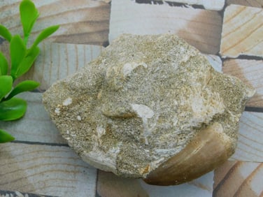 DINOSAUR TOOTH IN MATRIX ROCK STONE LAPIDARY SPECIMEN