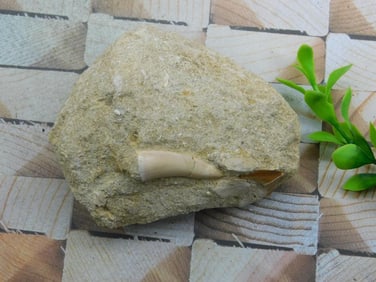 SHARK TOOTH IN MATRIX ROCK STONE LAPIDARY SPECIMEN