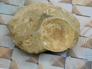 SHARK VERTEBRAE FOSSIL IN MATRIX ROCK STONE LAPIDARY SPECIMEN