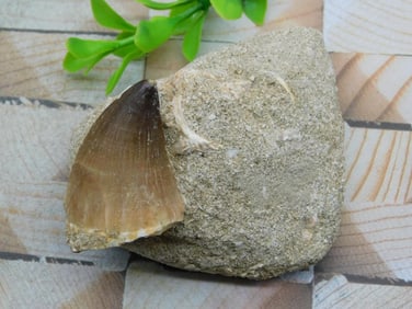 DINOSAUR TOOTH IN MATRIX ROCK STONE LAPIDARY SPECIMEN