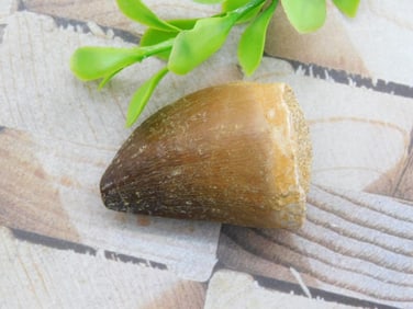 DINOSAUR TOOTH ROCK STONE LAPIDARY SPECIMEN