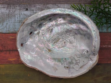 ABALONE SHELL ROCK STONE LAPIDARY SPECIMEN