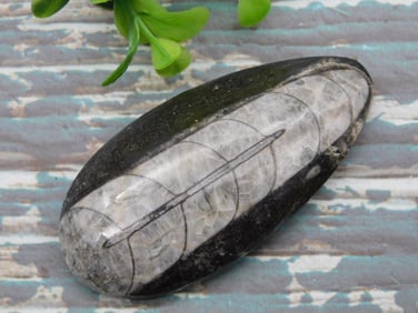 ORTHOCERAS ROCK STONE LAPIDARY SPECIMEN