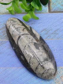 ORTHOCERAS ROCK STONE LAPIDARY SPECIMEN