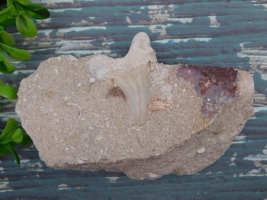 SHARK TOOTH ROCK STONE LAPIDARY SPECIMEN