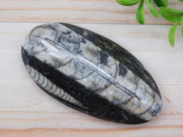 ORTHOCERAS ROCK STONE LAPIDARY SPECIMEN