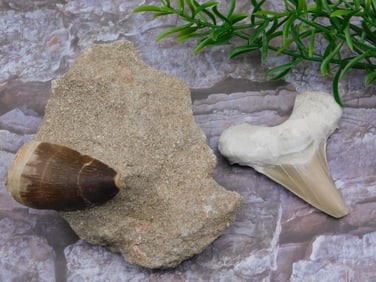 MIXED TEETH LOT ROCK STONE LAPIDARY SPECIMEN