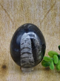 ORTHOCERAS EGG ROCK STONE LAPIDARY SPECIMEN