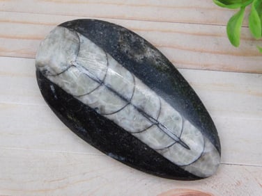 ORTHOCERAS ROCK STONE LAPIDARY SPECIMEN
