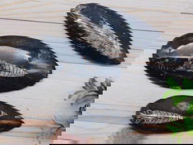 ORTHOCERAS ROCK STONE LAPIDARY SPECIMEN