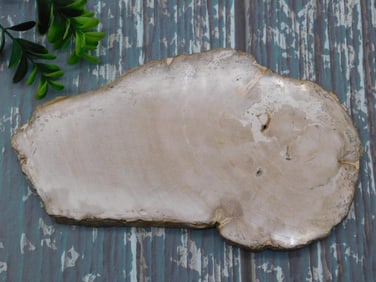 PETRIFIED WOOD SLAB ROCK STONE LAPIDARY SPECIMEN