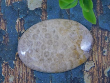 FOSSILIZED CORAL CABOCHON ROCK STONE LAPIDARY SPECIMEN
