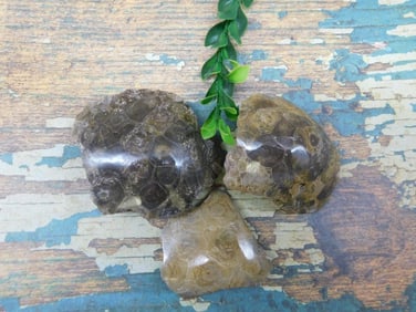 PETOSKEY FOSSILIZED CORAL ROCK STONE LAPIDARY SPECIMEN