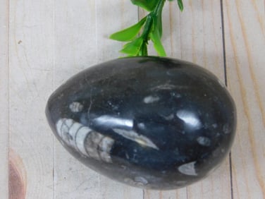 ORTHOCERAS EGG ROCK STONE LAPIDARY SPECIMEN