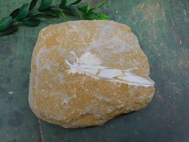 ENCHODUS FOSSIL ROCK STONE LAPIDARY SPECIMEN
