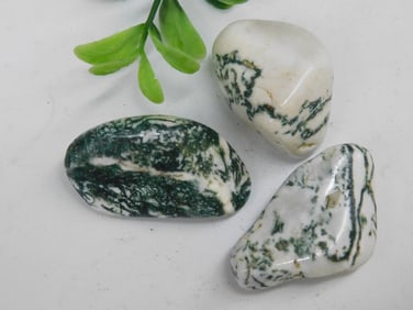 TREE AGATE ROCK STONE LAPIDARY SPECIMEN