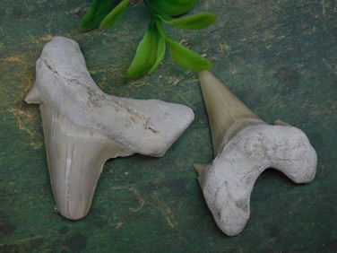 SHARK TEETH ROCK STONE LAPIDARY SPECIMEN