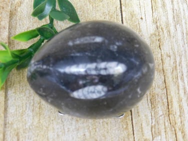 ORTHOCERAS EGG ROCK STONE LAPIDARY SPECIMEN