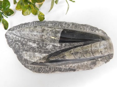 ORTHOCERAS ROCK STONE LAPIDARY SPECIMEN