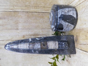 ORTHOCERAS ROCK STONE LAPIDARY SPECIMEN