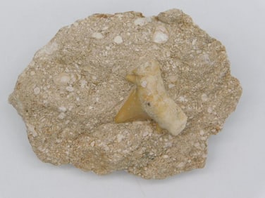 SHARK TOOTH IN MATRIX ROCK STONE LAPIDARY SPECIMEN