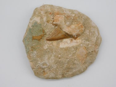 SHARK TOOTH IN MATRIX ROCK STONE LAPIDARY SPECIMEN