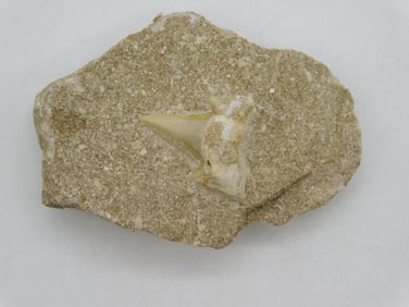 SHARK TOOTH IN MATRIX ROCK STONE LAPIDARY SPECIMEN