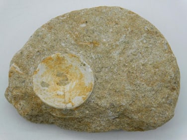 DINOSAUR BONE IN MATRIX ROCK STONE LAPIDARY SPECIMEN