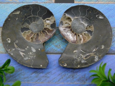 MAPLE LEAF PATTERN AMMONITE PAIR ROCK STONE LAPIDARY SPECIMEN