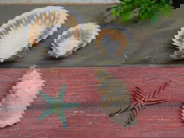 SEA SHELLS ROCK STONE LAPIDARY SPECIMEN