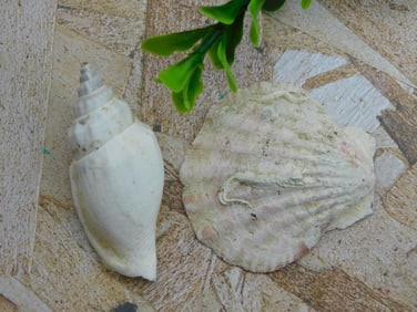 SEA SHELLS ROCK STONE LAPIDARY SPECIMEN