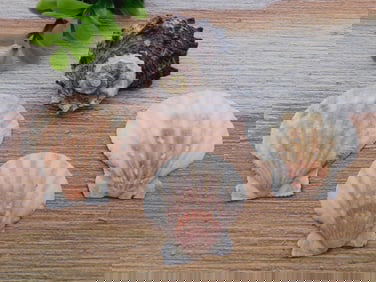 SEA SHELLS ROCK STONE LAPIDARY SPECIMEN