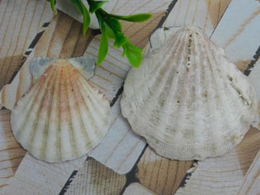 SEA SHELLS ROCK STONE LAPIDARY SPECIMEN