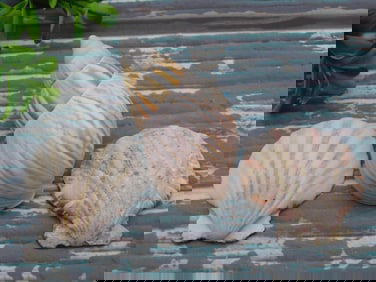 SEA SHELLS ROCK STONE LAPIDARY SPECIMEN