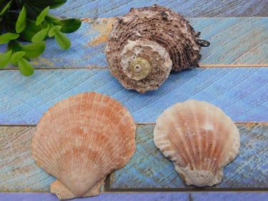 SEA SHELLS ROCK STONE LAPIDARY SPECIMEN