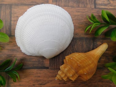 SEA SHELLS ROCK STONE LAPIDARY SPECIMEN