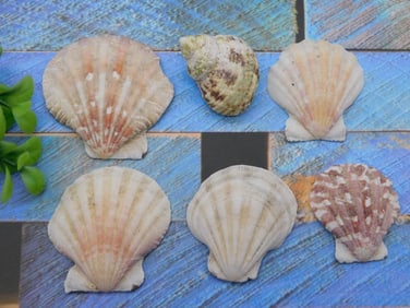 SEA SHELLS ROCK STONE LAPIDARY SPECIMEN