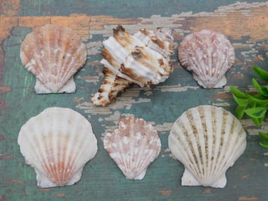 SEA SHELLS ROCK STONE LAPIDARY SPECIMEN