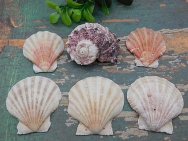 SEA SHELLS ROCK STONE LAPIDARY SPECIMEN